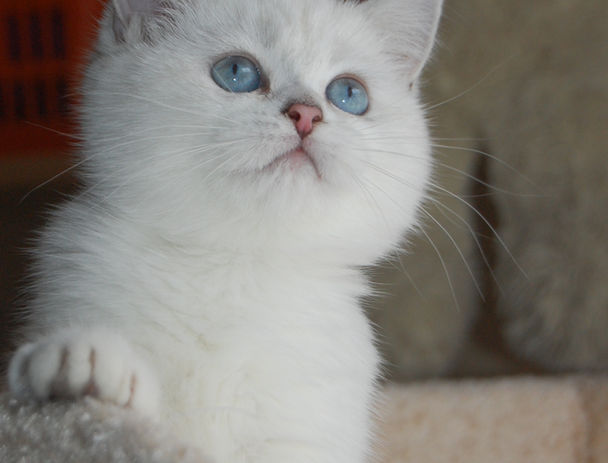 Маленький британський котик із сірою шерстю, що нагадує туман ранкового ранку