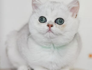 Британське короткошерсте кошеня Очі, що випромінюють безмежну довіру та спокій