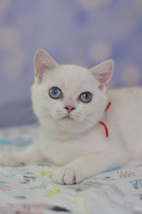 Котёнок с глазами-свечами в теплой атмосфере сказочного сна.