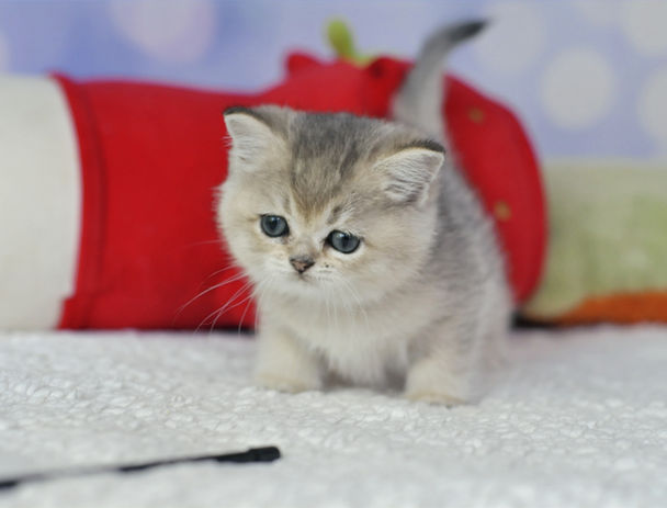 Маленький британський котик із пухнастою сірою шерстю на затишному пледі