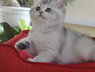 Кошеня британської породи грайливо підстрибує, ловлячи іграшку