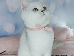 Очі британського котика, сповнені загадкових історій старовинних замків