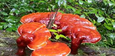 Reishi Ganoderma tsugae