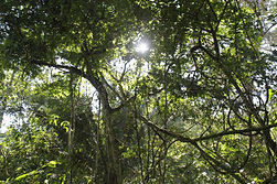 Ayahuasca vine diet ceremony Chacruna Tabaco Medicine