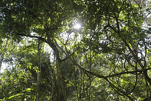 Ayahuasca vine diet ceremony Chacruna Tabaco Medicine