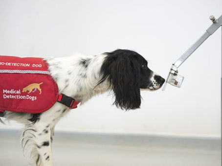 Thought of the Day - November 11 - Detector Dogs Revisited