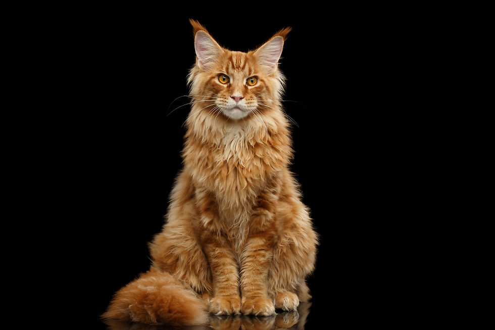 Have a drawing made of a Maine Coon cat