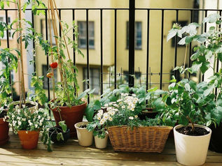 10 plantas que purifican el aire de tu casa