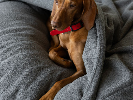 Does a Dog Really Need Its Own Space at Home?