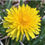Thumbnail: Chemainus Series -Dandelion Flower