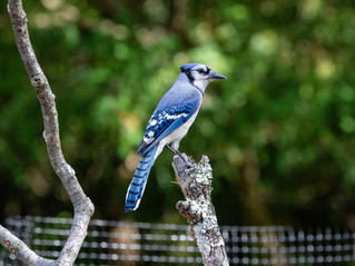 Bluejay