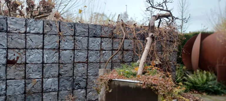 Eine Pflanze vor einer Mauer