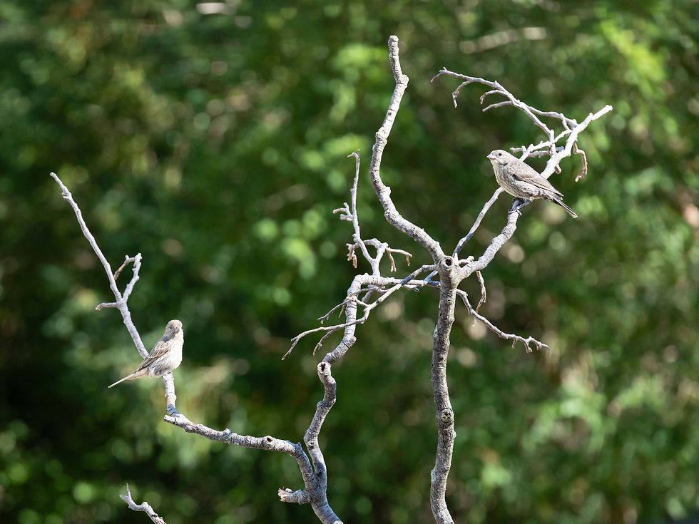 House finches on the tree of temptation