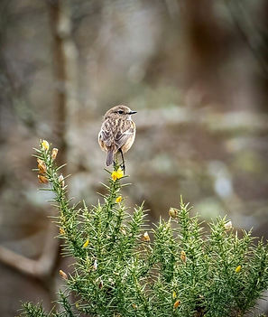 Stonechat
