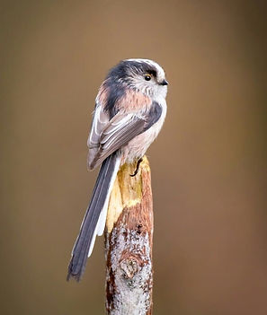 Long-tailed Tit