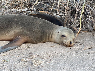 sea lion landscape.jpg