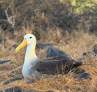 albatross portrait_edited.jpg