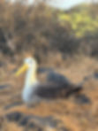 albatross portrait.jpg