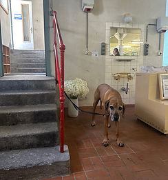 IMG_7550.jpeg