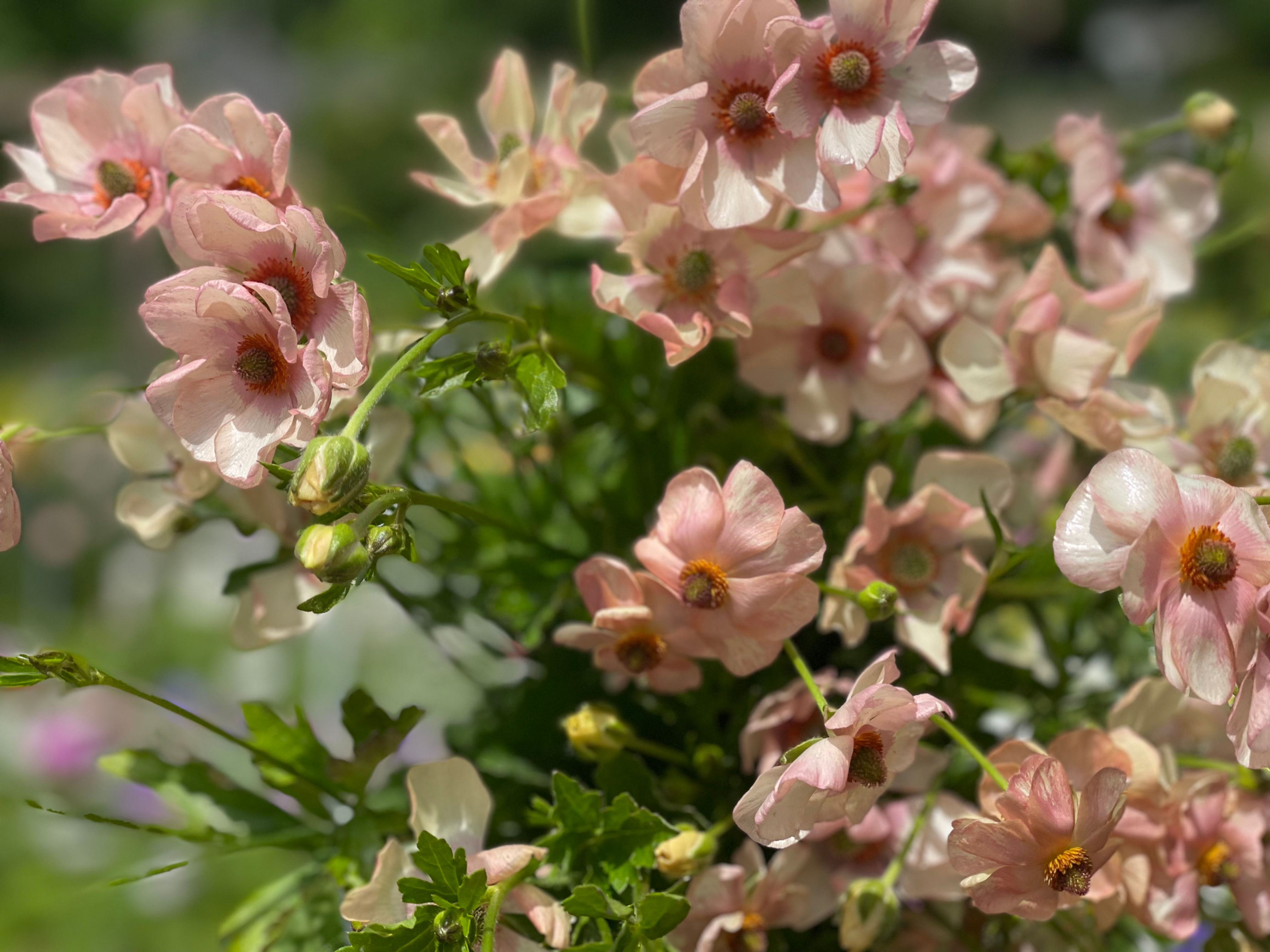 Butterfly Ranunculus Eris