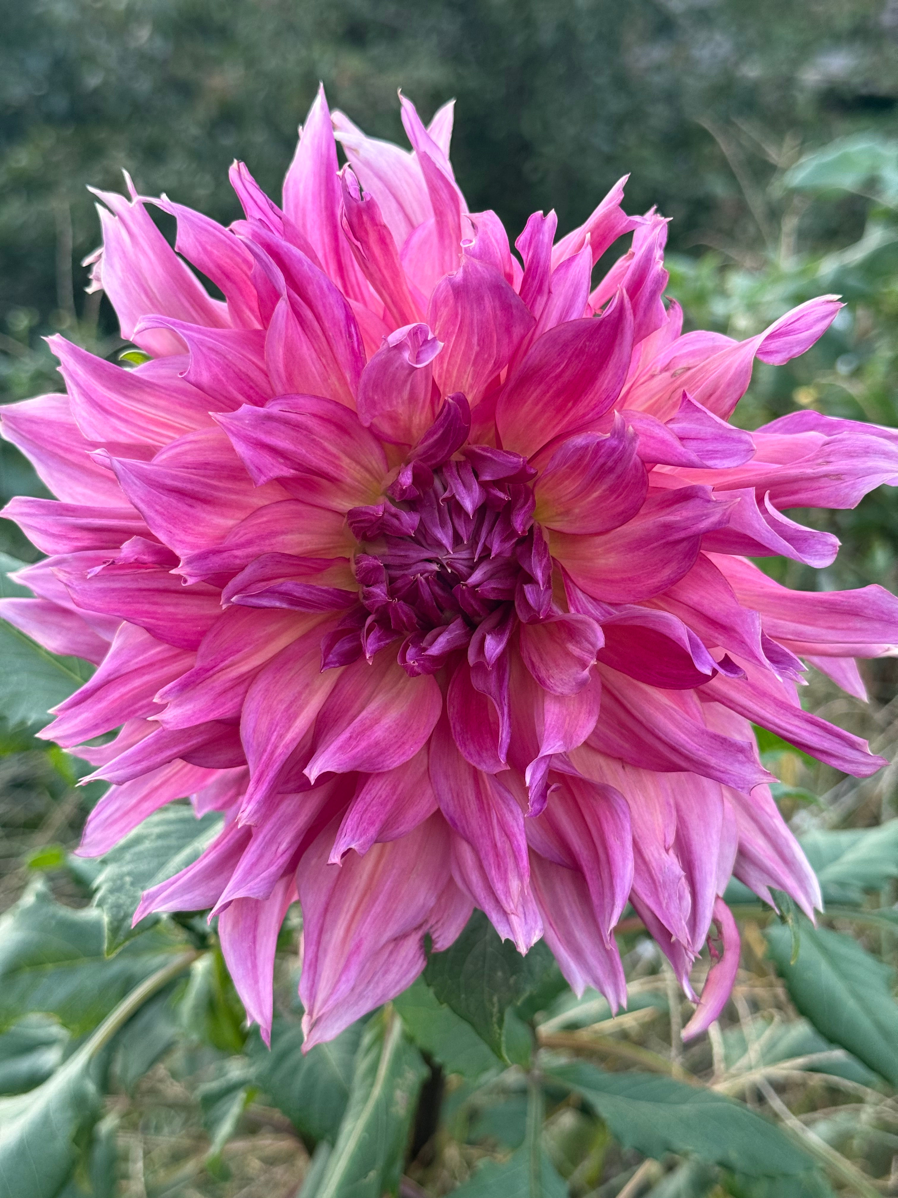 Penhill Dark Monarch