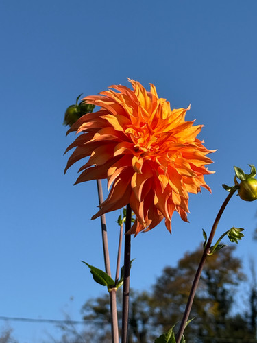 Bloomquist Snickerdoodle | Parkridge Petals