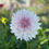 Thumbnail: KA’s® Lavender Blush