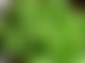 Seeing green: Arizona ranks second in nation for lettuce production