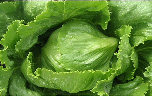 lettuce.png