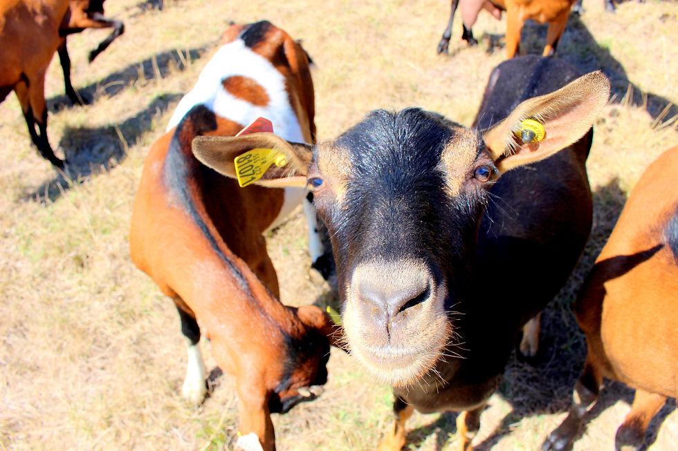 La chevre de Mathilde
