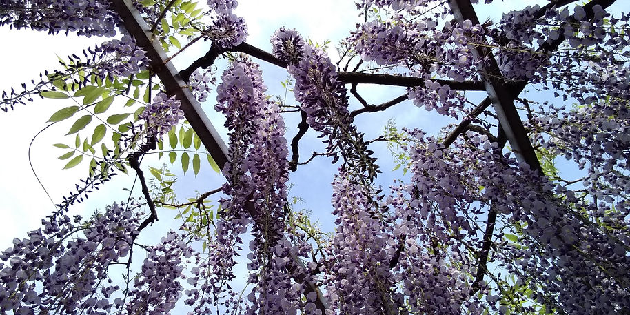 wisteriashiga2_edited_edited.jpg