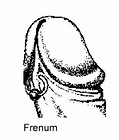 Genital Frenum piercing diagram