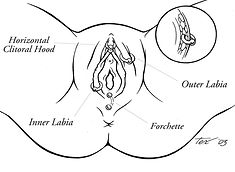 Genital virginal piercing diagram.