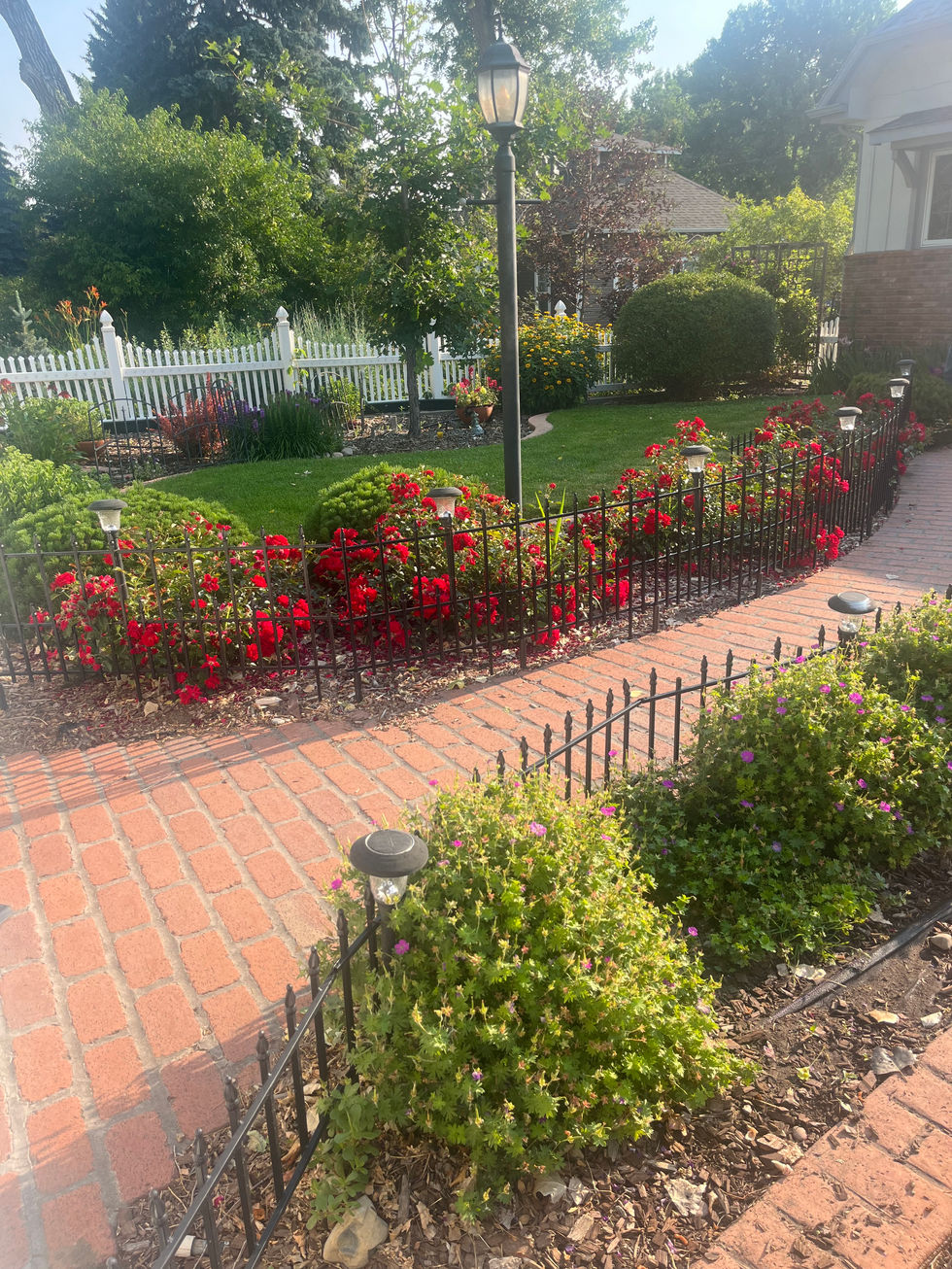Roses and sticky geranium