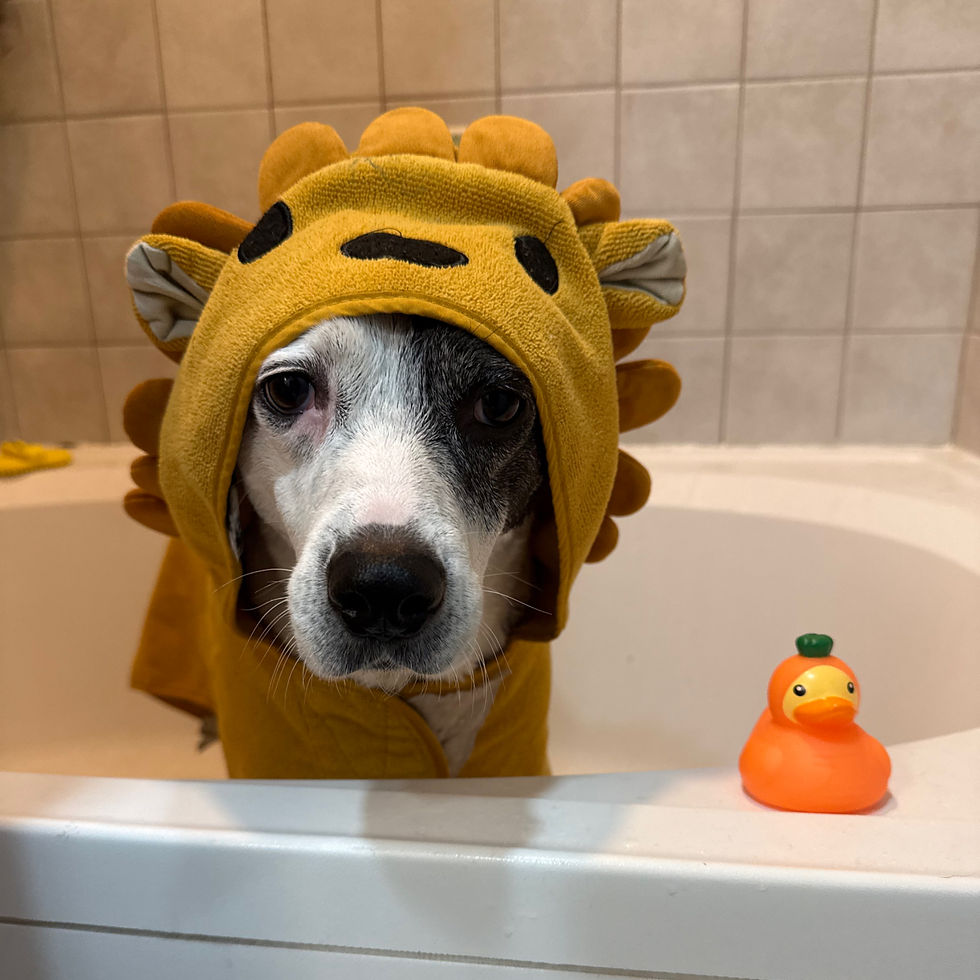 Thumbnail: Wellness Wash
