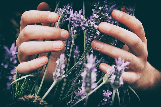 Hands holding herbal tea and flowers – relaxation ritual.jpg
