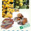 Thumbnail: Freeze Dried Kaki fruit Slices Organic 100 % Natural Gluten Free Non-GMO Vegan