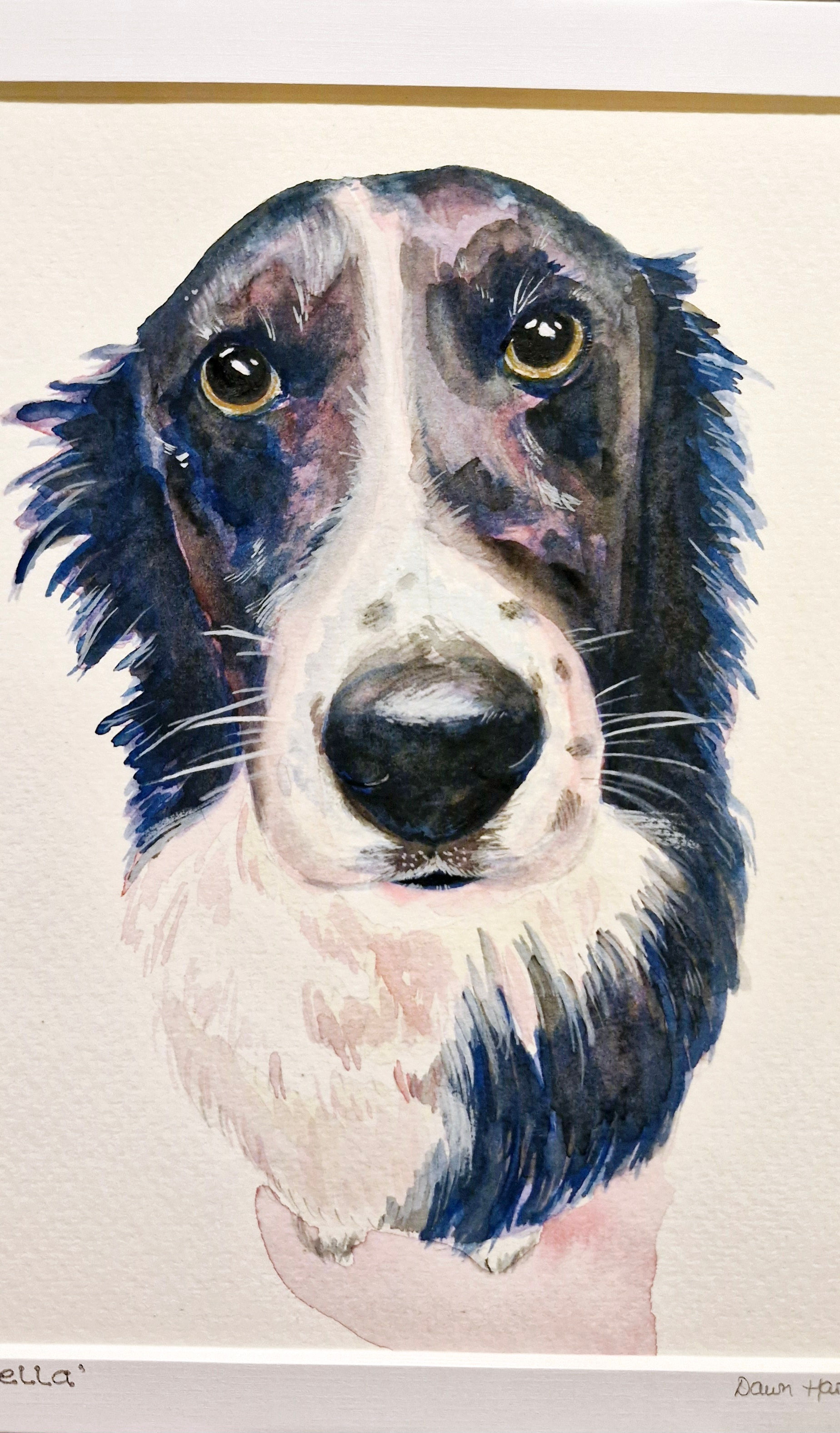 Pet portraits 