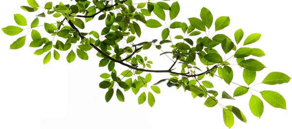 branch.png