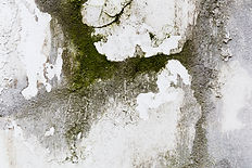 moss-rough-cement-surface (1).jpg