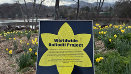 Hiawassee Ceremony Honors Holocaust Victims Through Daffodil Project Remembrance