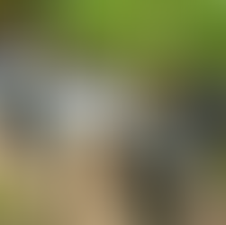 Governor Stein Celebrates Earth Day at Eno River Park