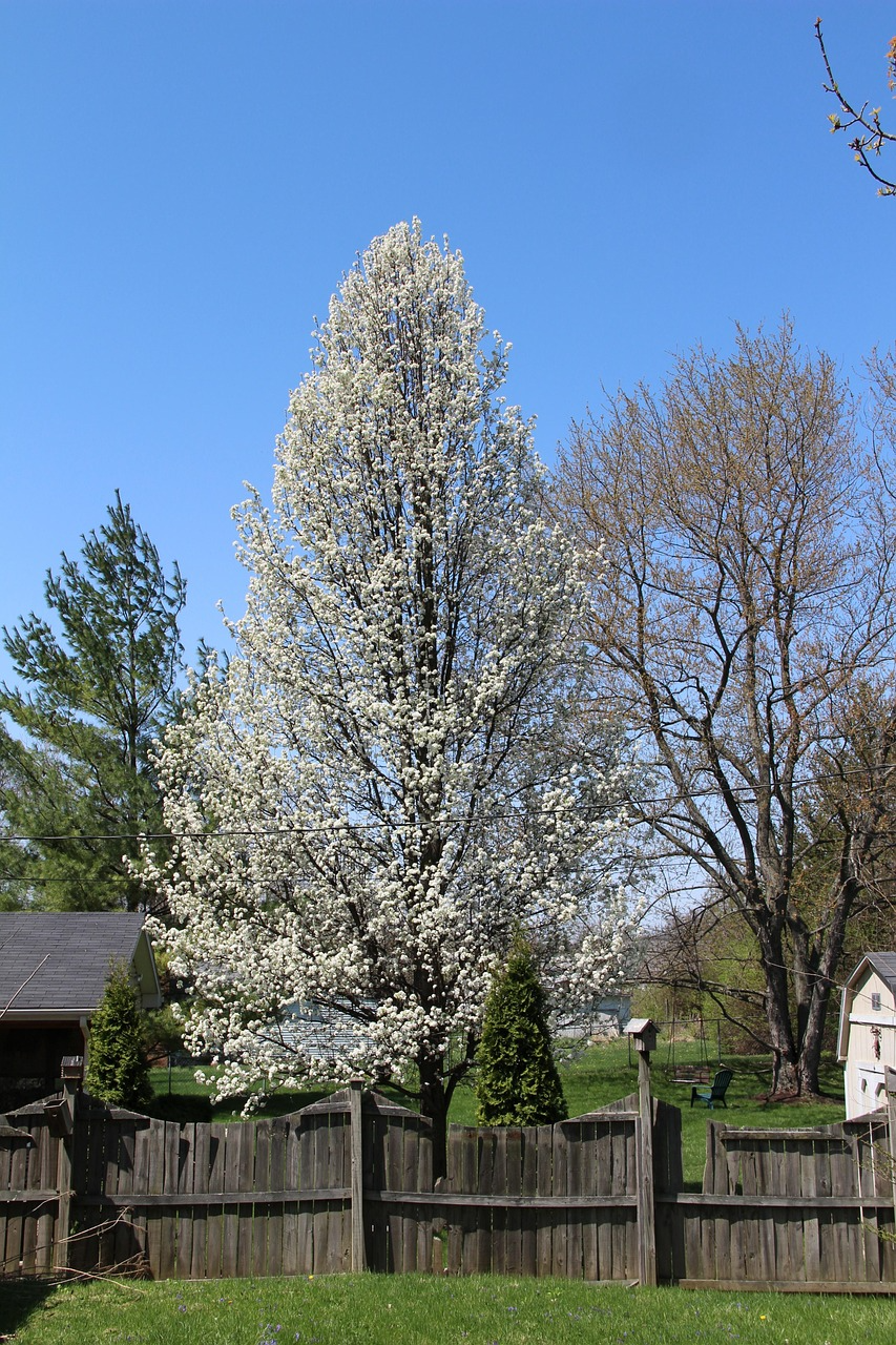 Bradford Pear Bounty Coming to Hayesville