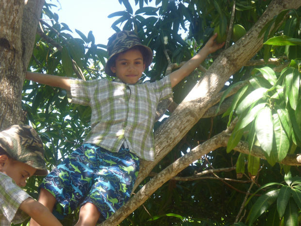 Harvey on the tree