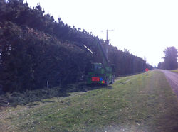 Roadside Tree Trimming - Tiger Tree Trimming
