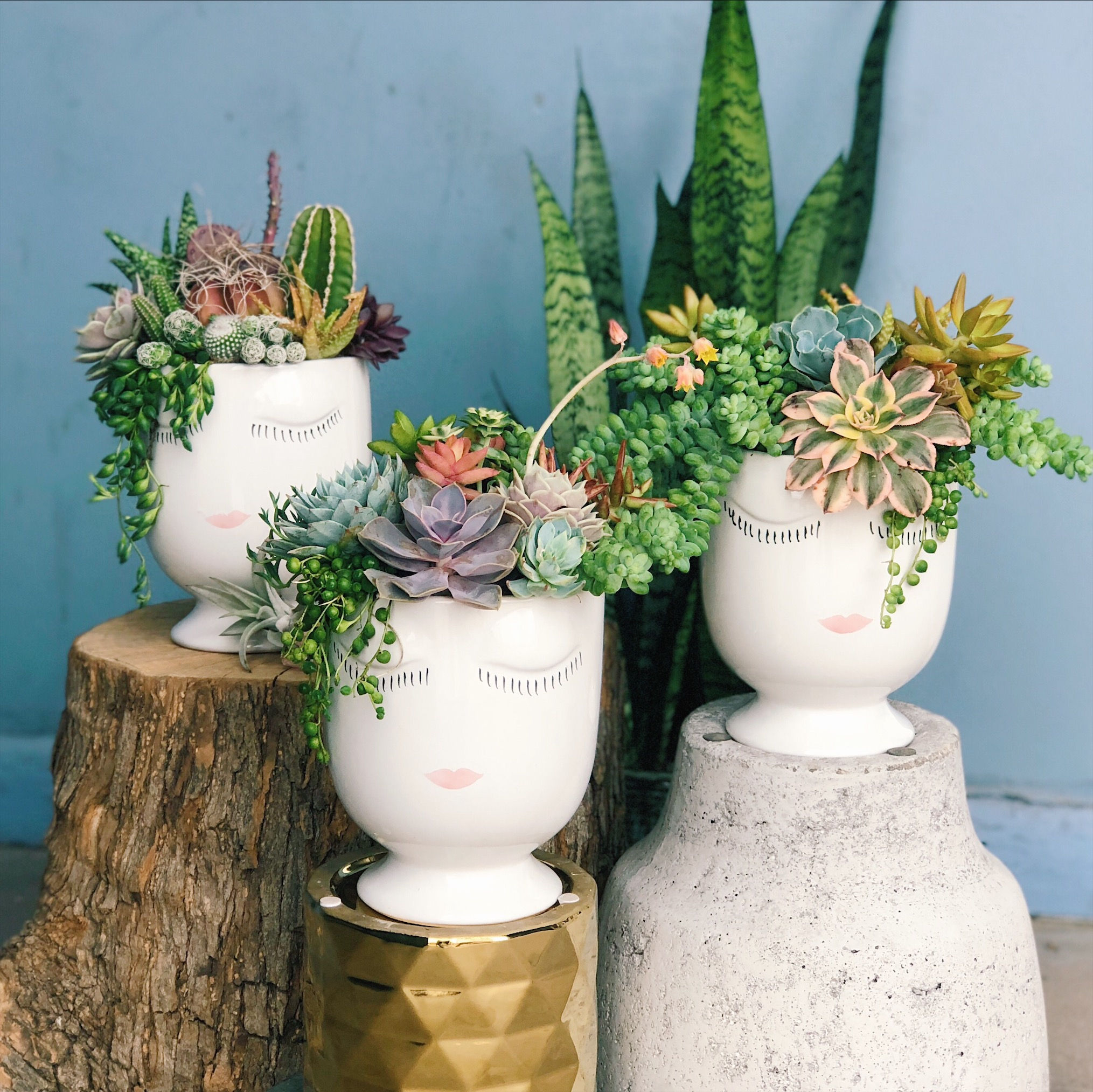 Lush Vanilla Lady Face Succulent Arrangement