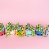 Austin | United States | Succulent Native