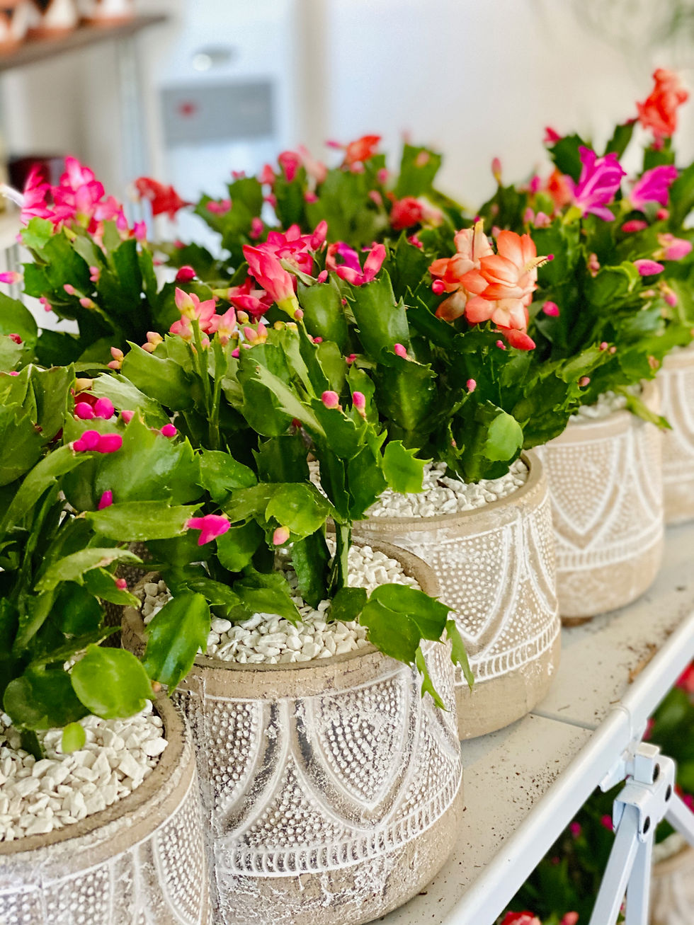 Blog | succulentnative