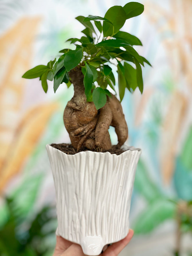 Wishing You a Year of Growth and Self-care!