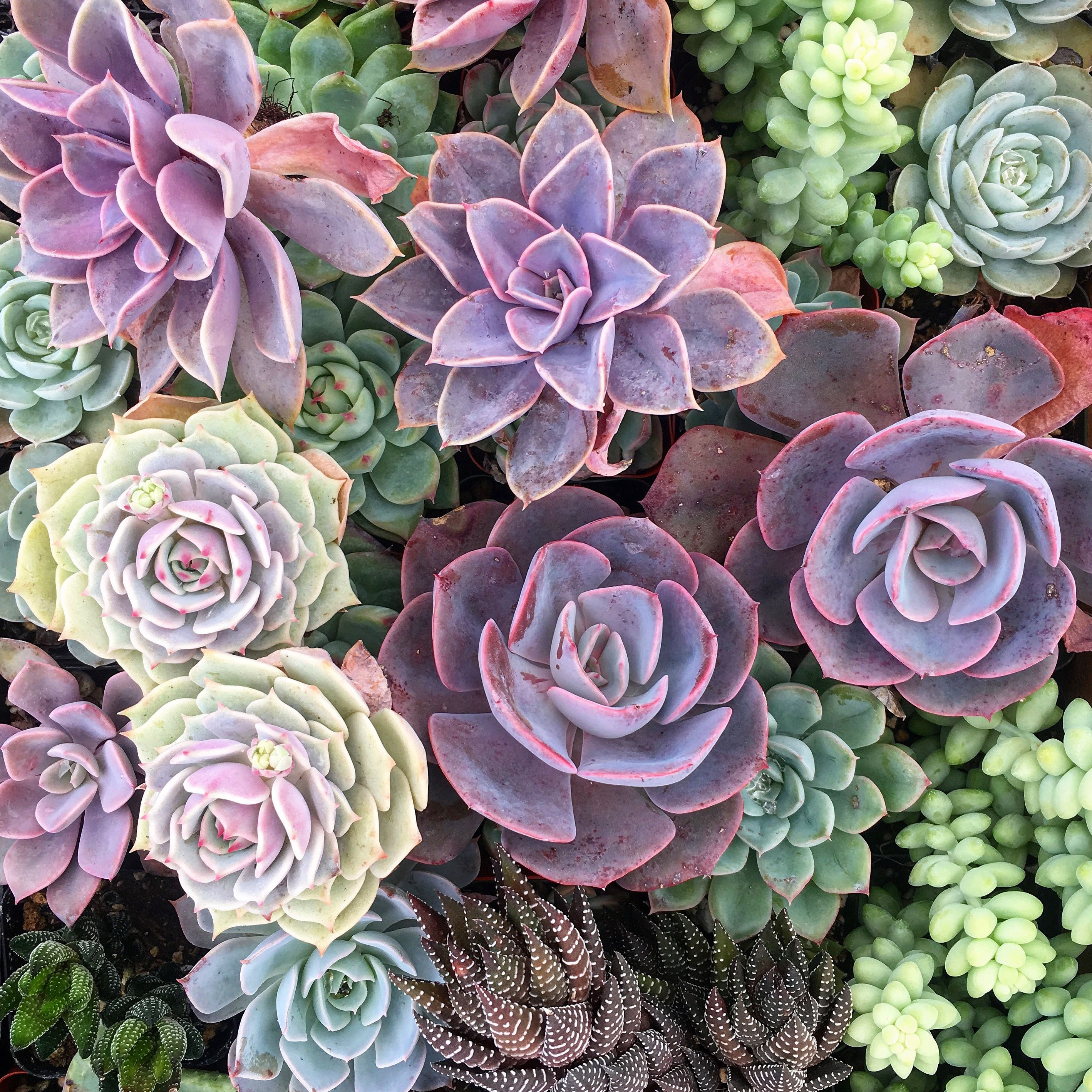 "Designers Choice" Succulent Arrangements- Pick a Size